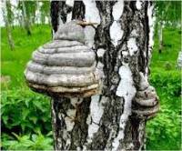 Распространенные в Юго-Западной Сибири съедобные грибы обладают противовирусной активностью