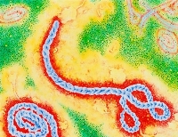 Лихорадка Эбола может передаваться бесконтактным путем